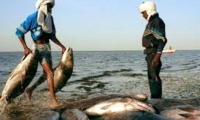 موريتانيا توقف صيد الأسماك لمدة 60 يوما 