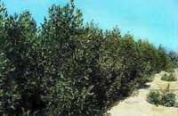 موريتانيا تترأس الوكالة الافريقية للسياج الاخضر الكبير وتحتضن مقر الوكالة 