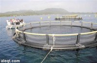 توجه سعودي للاستثمار بالاستزراع السمكي في موريتانيا 