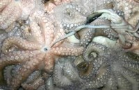 موريتانيا تقرر حظر صيد الأخطبوط لمدة مائة يوم قابلة للتمديد 