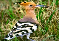 ألمانيا تقدم خمسة ملايين يورو لدعم الطيور النادرة في موريتانيا 