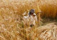 «الخارجية»: نجاح فريقى بحثى مصرى فى إدخال زراعة القمح إلى موريتانيا 