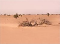 طمأنة وقلق بشأن الجفاف في موريتانيا 