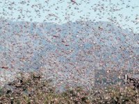 أسراب الجراد تزحف من شمال مالي باتجاه الحدود الجزائرية الخارجية الفرنسية (…) 