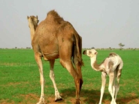 أجواء الخريف تنعش آمال المنمين بموريتانيا 