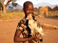 موريتانيا تحارب الفقر بالدجاج 