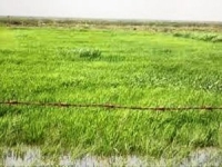 موريتانيا ستنتج 65 بالمئة من حاجاتها الغذائية 