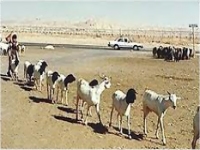 حظر استيراد الحيوانات من موريتانيا 