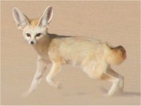 الصيد البري يهدد الحيوانات في موريتانيا 