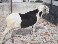 ﻿عيد الأضحى اليوم في موريتانيا: تنافس على اقتناء الخراف..أسعار باهظة وعادات (…) 