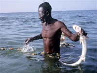 سمك موريتانيا المحتكر 