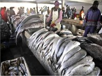 ﻿جرف قاري وتيارات بحرية دافئة وساخنة مناسبة لتكاثر الأسماك والأحياء المائية 