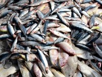 الدولار مقابل خمسة كيلوجرامات من السمك شرق موريتانيا 