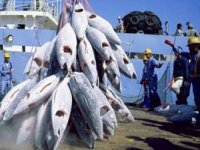 مشاكل قطاع الصيد في موريتانيا 