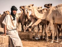 موريتانيا تراهن على الاستثمارات الخليجية في الثروة الحيوانية