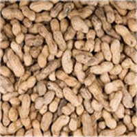 اختبار سريع للحساسية من الفول السوداني 