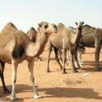 “الفاو” توقع اتفاقية مع موريتانيا لدعم تربية الإبل 