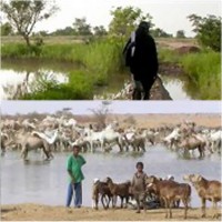 ﻿موريتانيا: بلد يتوفر على آلاف الهكتارات الزراعية ويستورد ثلثي حاجاته الغذائية 